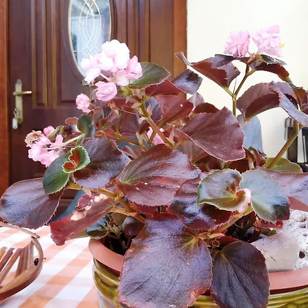 Lejlighed Andreina 1897